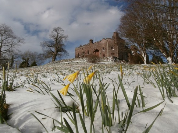 Spring snow on daffodil hill