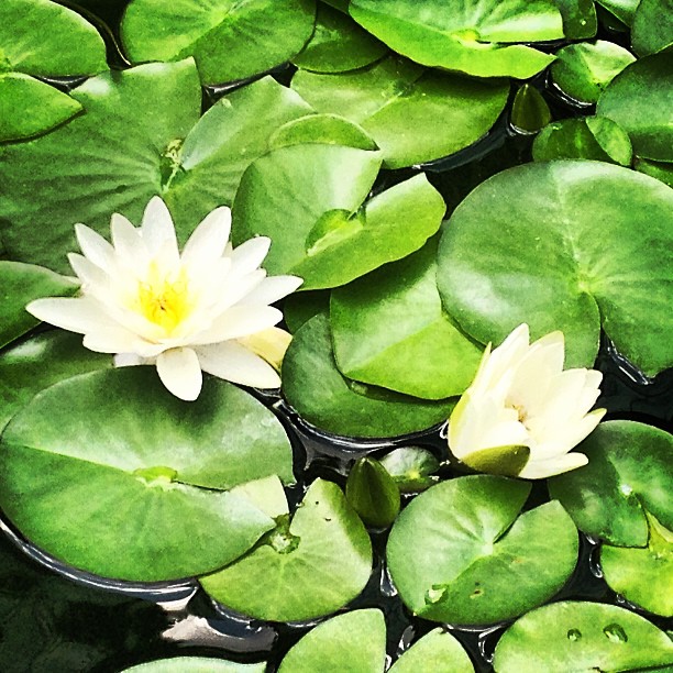 © Cat Catalyst and iPoem’s Blog